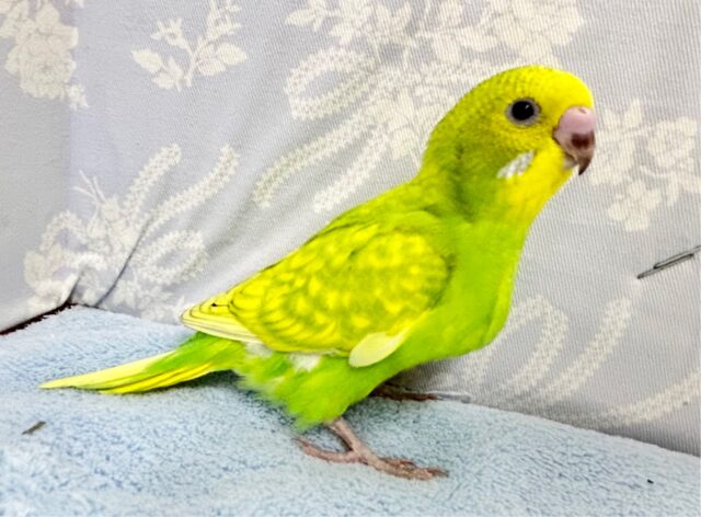 セキセイインコ