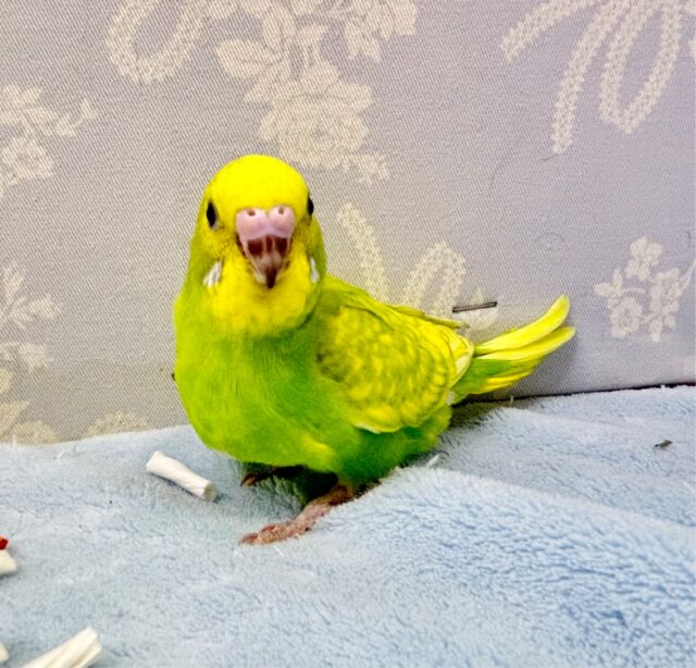 セキセイインコ