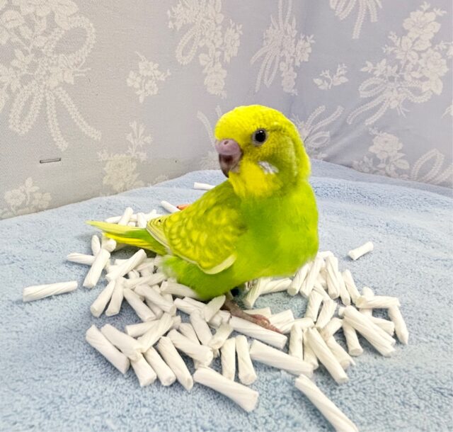 セキセイインコ