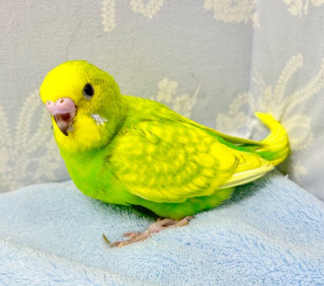 セキセイインコ