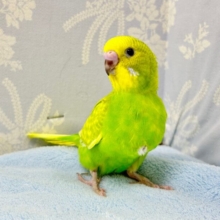 人気カラー💛セキセイインコ (イエロースパングル) 2023年11月生まれ
