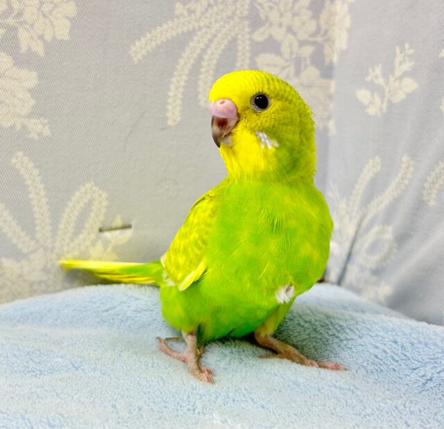 人気カラー💛セキセイインコ (イエロースパングル) 2023年11月生まれ
