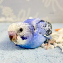 淡い青‪💙セキセイインコ (オパーリン) 2023年11月生まれ