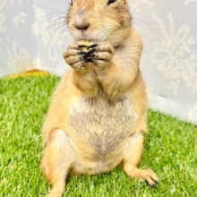 🎄クリスマスまで🎁プレーリードックフェア🌟