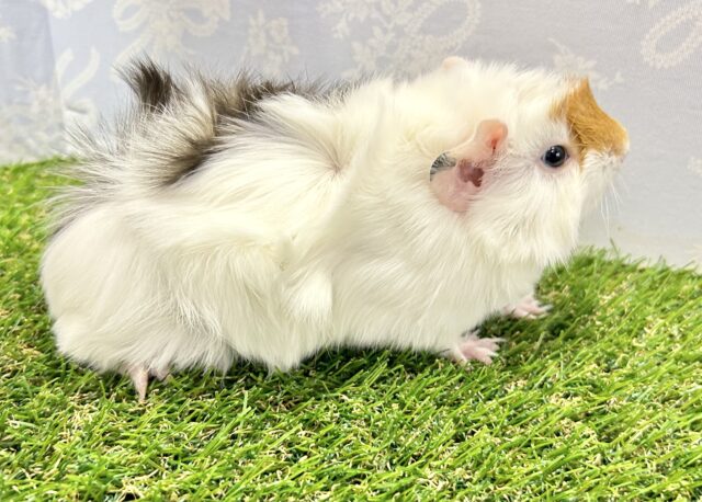 アビシニアンモルモット