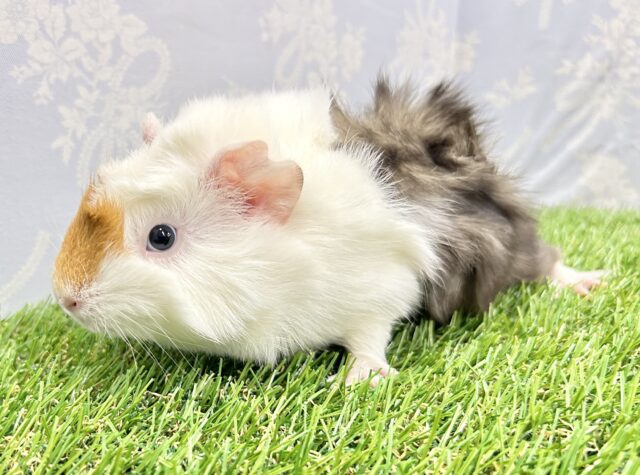 アビシニアンモルモット