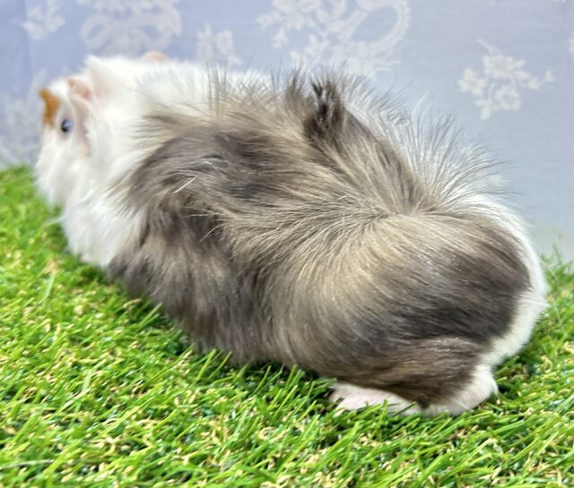 アビシニアンモルモット