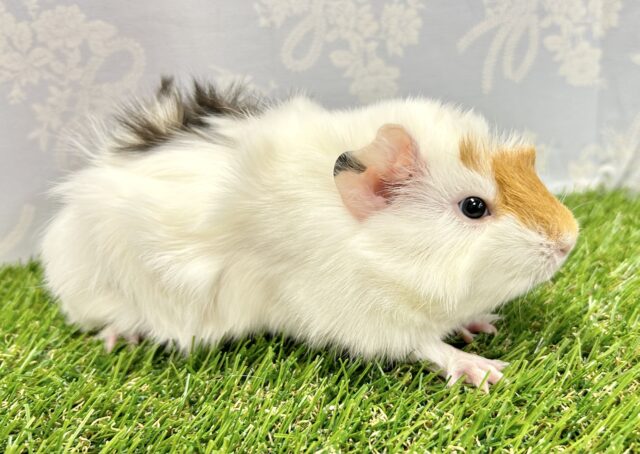 アビシニアンモルモット