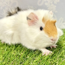 モルモット 巻き毛  女の子 2023年9月生まれ