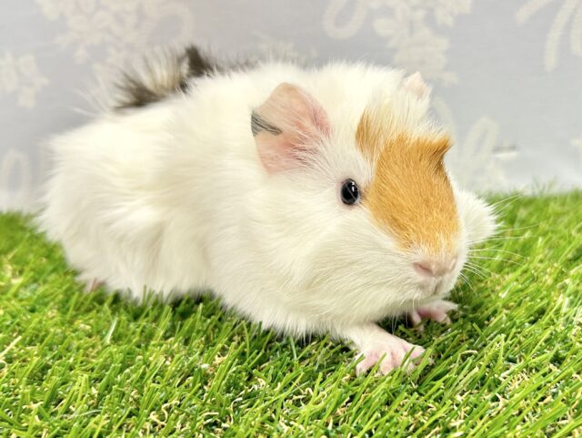 モルモット 巻き毛 女の子 2023年9月生まれ