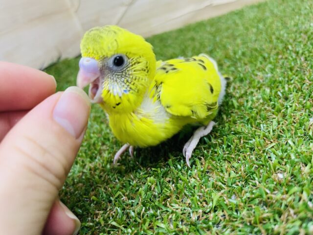 セキセイインコ