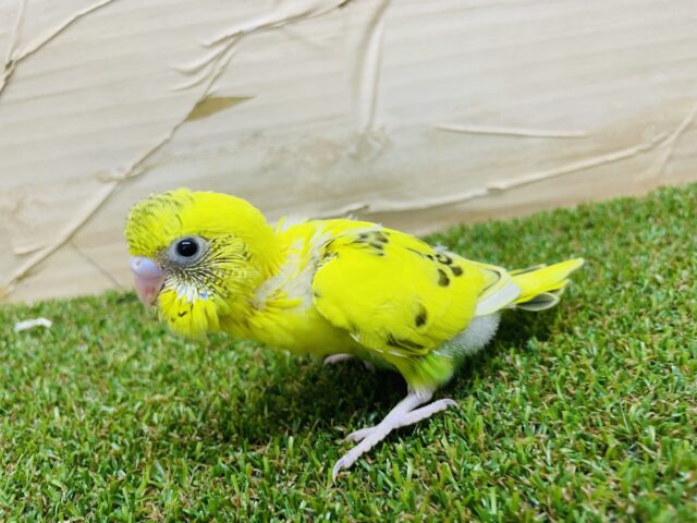 セキセイインコ