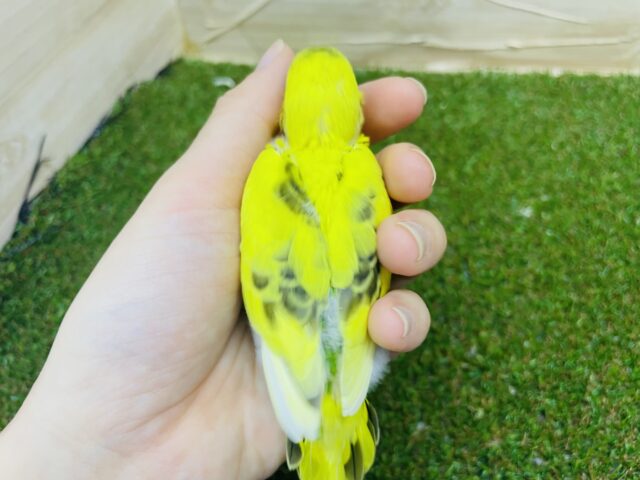 セキセイインコ