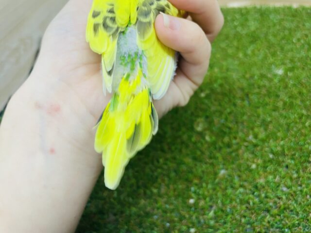 セキセイインコ