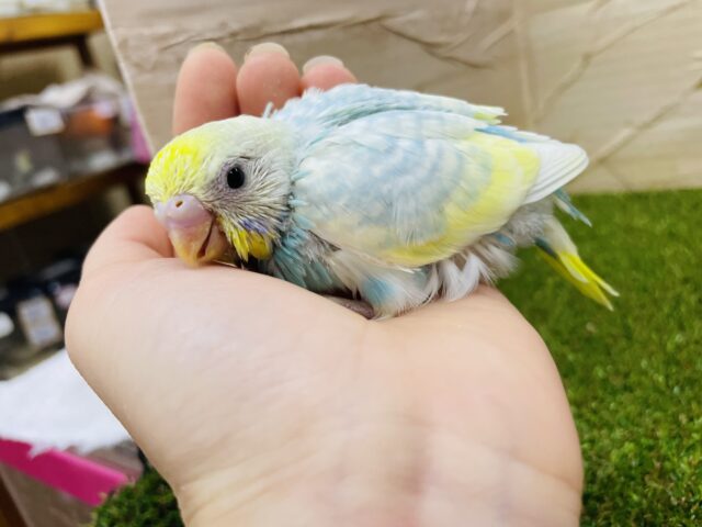 セキセイインコ