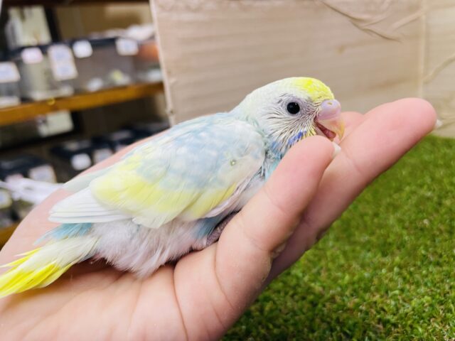 セキセイインコ