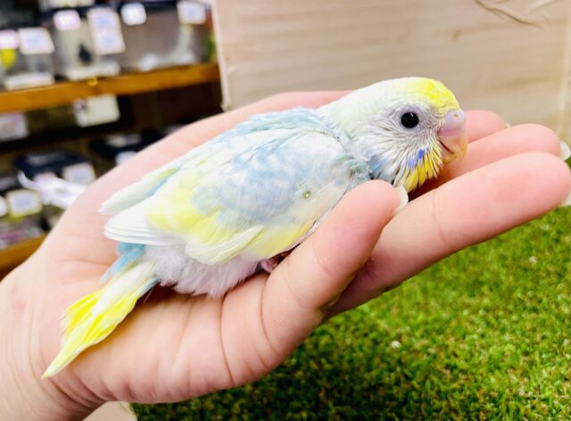 遊びゴコロたくさん🫶溢れるほどに満タン🩵💛　セキセイインコ　パステルレインボーパイド