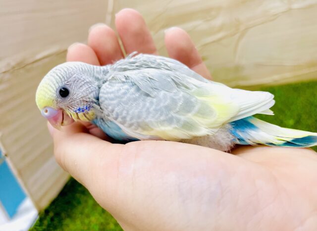 🌈この指止まってピーポー🌈　セキセイインコ　パステルレインボーパイド　グレーウィング🩶