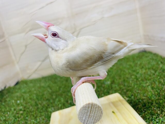 シナモン文鳥