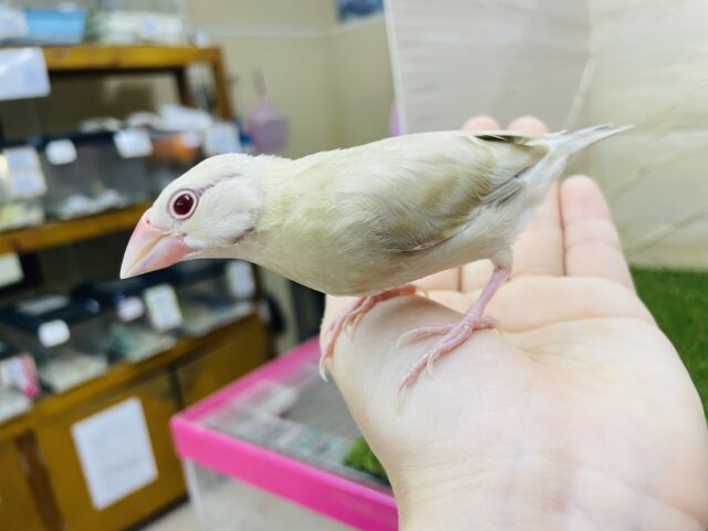 シナモン文鳥