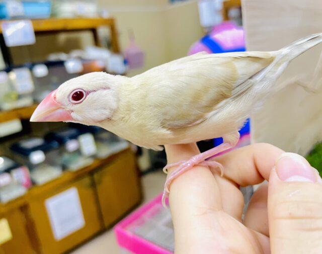 さし餌2回🤎淡い色合いミルクティーちゃんだよっ🧋　シナモン文鳥