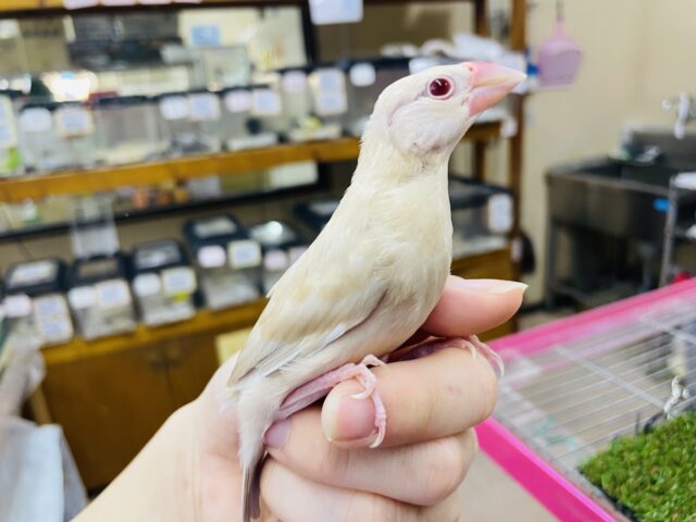 シナモン文鳥