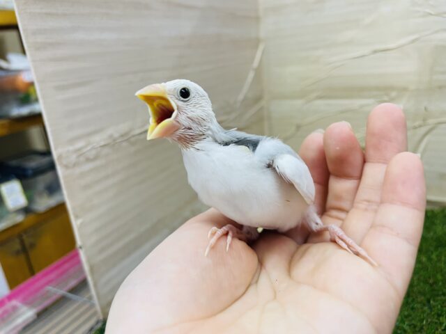 白文鳥