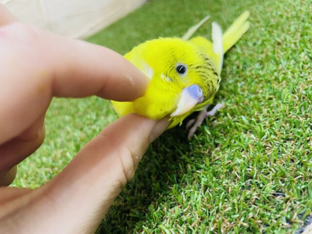 セキセイインコ