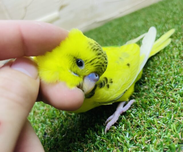 セキセイインコ