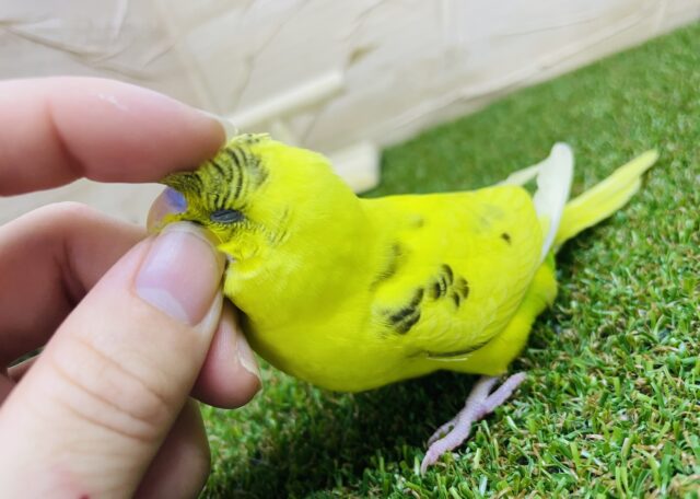 セキセイインコ