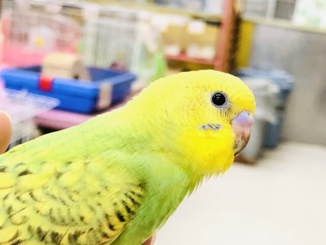 セキセイインコ