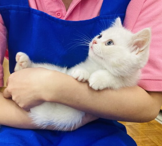 ボクのかわいさをご覧あれ❤︎ ⁾⁾スコティッシュF(クリーム&ホワイト)男のコ🌟♂