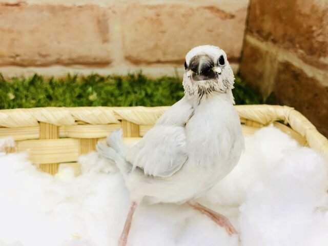 【最新画像更新☆☆】ウトウト・・・気持ちよくなってきました～　シルバー文鳥