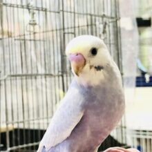 安心サイズでやってきました人気カラー　セキセイインコ