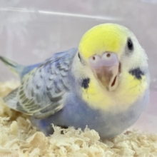 ✨最新画像✨綺麗なカラー💕セキセイインコ(レインボー) 2023年11月生まれ