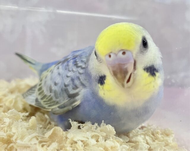 ✨最新画像✨綺麗なカラー💕セキセイインコ(レインボー) 2023年11月生まれ