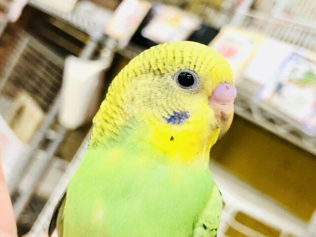 【最新画像更新☆☆】この柄が王道？？　セキセイインコ