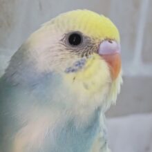メロメロな色合い～🌈 セキセイインコ(パステルレインボーパイド)