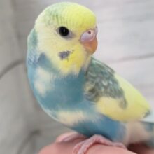 最新画像！ 圧倒的色合い～🌈 セキセイインコ(パステルレインボーパイド)