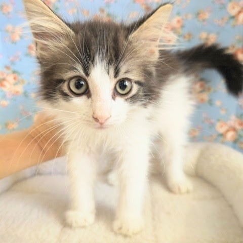 最新画像!メインクーン(ブラウンタビー&ホワイト)男の子♫ビビリだけど甘えんぼ〜❤ メインクーン