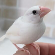 最新画像！ 白のかわいい子～🤍 白文鳥