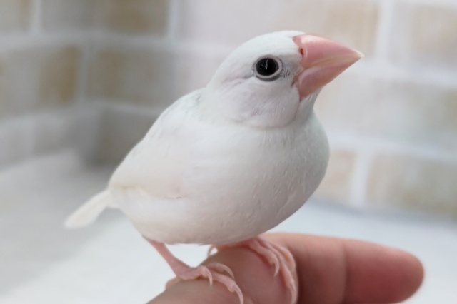最新画像！ 白のかわいい子～🤍 白文鳥
