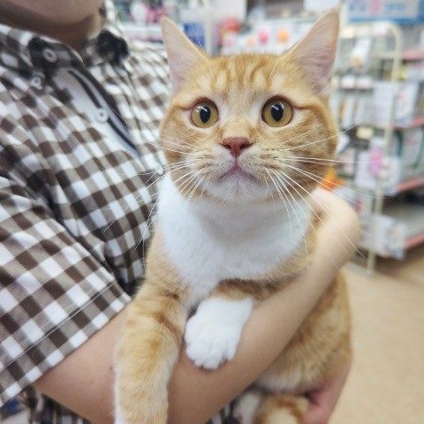 スコティッシュフォールド