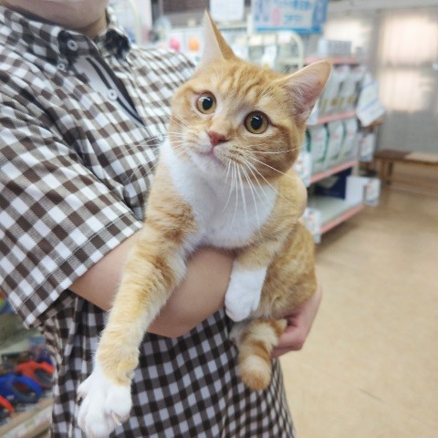 スコティッシュフォールド