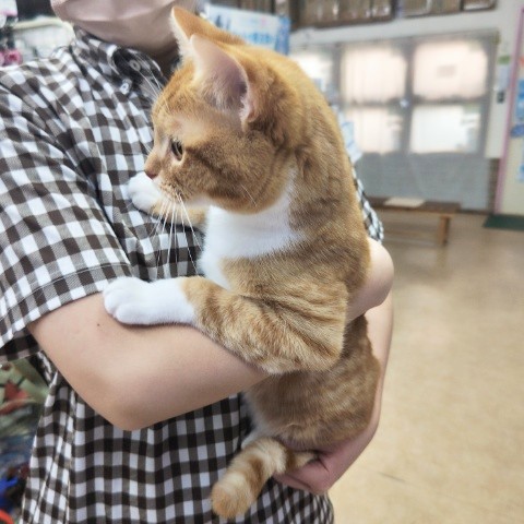 スコティッシュフォールド