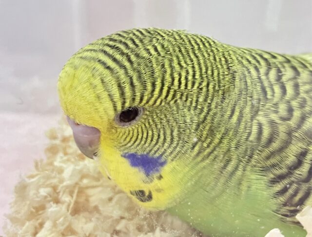 最新画像✨️元気いっぱい❗️💪ジャンボセキセイインコ 2023年11月生まれ ジャンボセキセイインコ