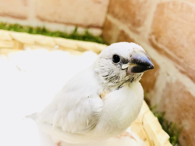 シルバー文鳥