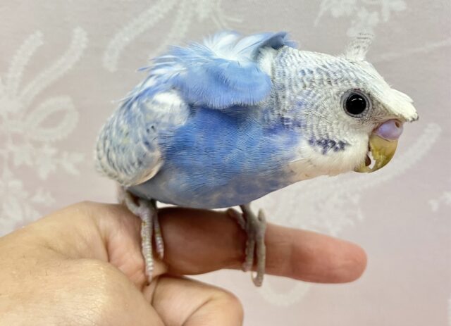 最新画像✨️くるくるちゃん♥️ꔛセキセイインコ(ブルースパングル)2023年11月生まれ セキセイインコ