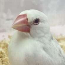 最新画像❣️真っ白ちゃん️🤍🏹 白文鳥(2023年11月生まれ)