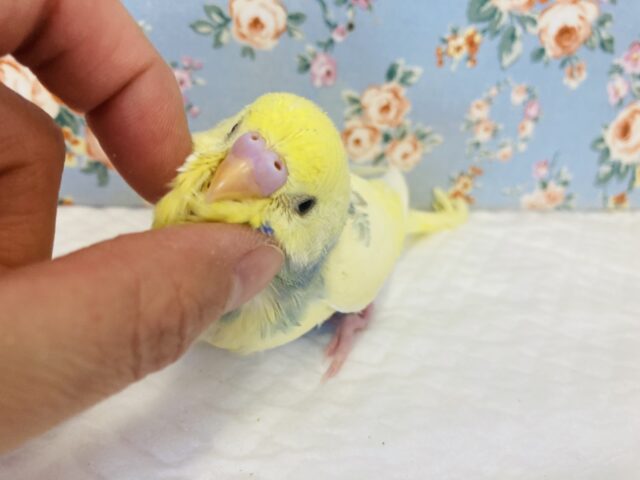 最新画像🌟激かわです❤︎個性溢れる色合い❤︎手乗りセキセイインコ(コバルト)🫧